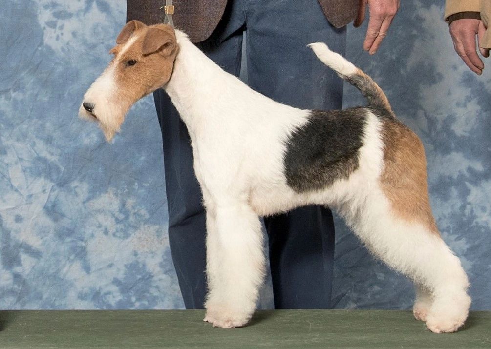 Wire fox cheap terrier breeders